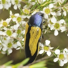 Temognatha suturalis (Boldly sutured jewel beetle) at Oallen, NSW - 16 Jan 2025 by Harrisi