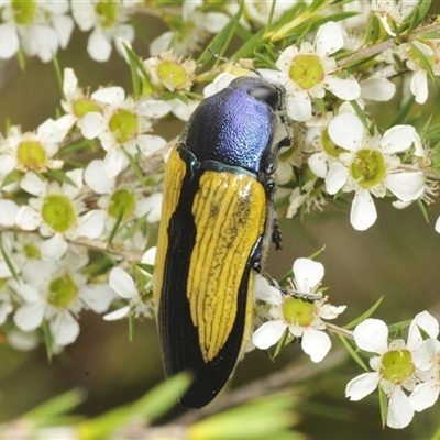 Temognatha suturalis (Boldly sutured jewel beetle) at Oallen, NSW - 16 Jan 2025 by Harrisi