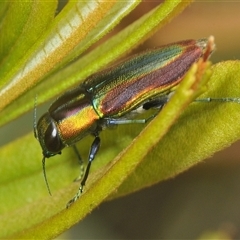 Selagis caloptera (Caloptera jewel beetle) at Oallen, NSW - 16 Jan 2025 by Harrisi