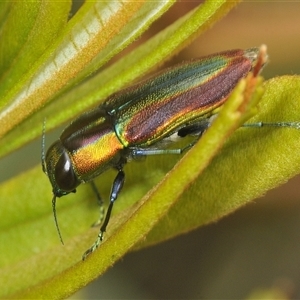 Selagis caloptera (Caloptera jewel beetle) at Oallen, NSW by Harrisi