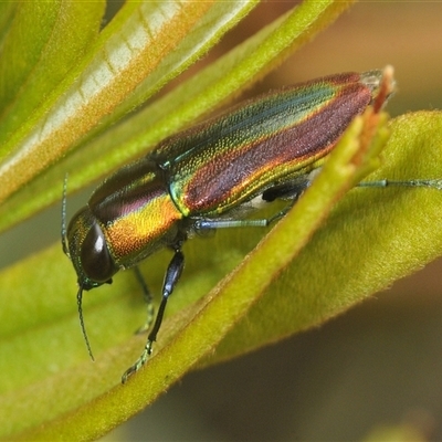 Selagis caloptera (Caloptera jewel beetle) at Oallen, NSW - 16 Jan 2025 by Harrisi