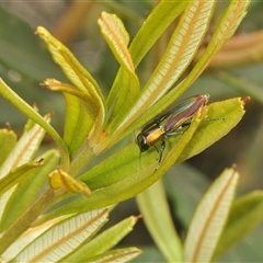 Selagis caloptera at Oallen, NSW - 16 Jan 2025 11:21 AM