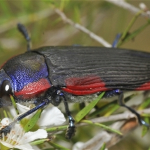 Temognatha rufocyanea (a jewel beetle) at Oallen, NSW by Harrisi