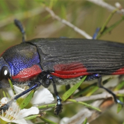 Temognatha rufocyanea (a jewel beetle) at Oallen, NSW - 16 Jan 2025 by Harrisi