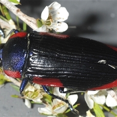 Temognatha rufocyanea at suppressed - suppressed