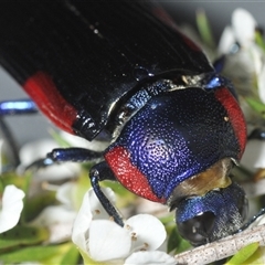 Temognatha rufocyanea at suppressed - suppressed