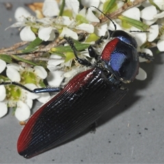 Temognatha rufocyanea at suppressed - suppressed