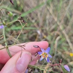 Dianella sp. (Flax Lily) at Tarlo, NSW - 16 Jan 2025 by clarehoneydove