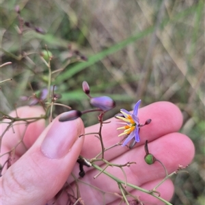 Dianella sp. at Tarlo, NSW - 16 Jan 2025