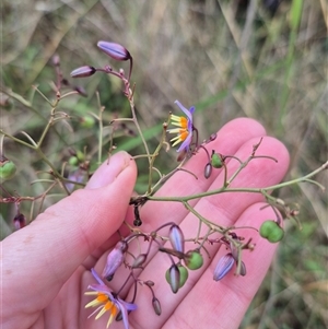 Dianella sp. at Tarlo, NSW - 16 Jan 2025