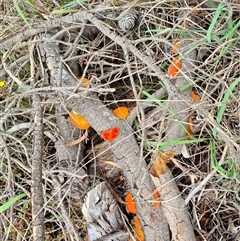 Unidentified Fungus at Tarago, NSW - 16 Jan 2025 by clarehoneydove