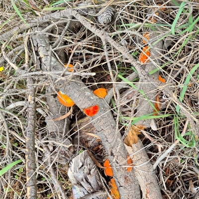 Trametes coccinea (Scarlet Bracket) at Tarago, NSW - 16 Jan 2025 by clarehoneydove