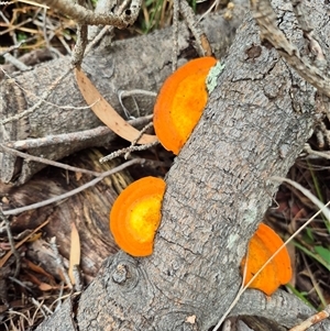 Trametes coccinea at Tarago, NSW - 16 Jan 2025 03:39 PM