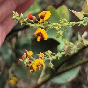 Daviesia latifolia (Hop Bitter-Pea) at Tarlo, NSW by clarehoneydove