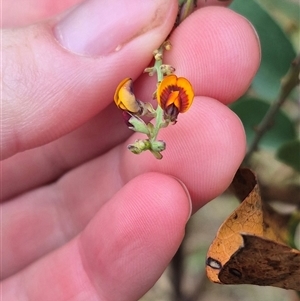 Daviesia latifolia (Hop Bitter-Pea) at Tarlo, NSW by clarehoneydove