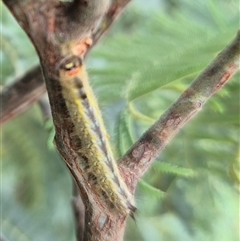 Nataxa flavescens (Nataxa Moth) at Stonequarry, NSW - 16 Jan 2025 by clarehoneydove