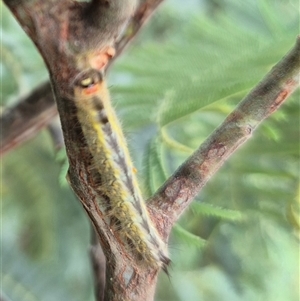 Nataxa flavescens at Stonequarry, NSW - 16 Jan 2025