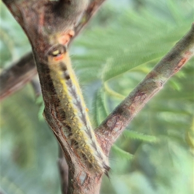 Nataxa flavescens (Nataxa Moth) at Stonequarry, NSW - 16 Jan 2025 by clarehoneydove