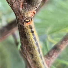 Nataxa flavescens at Stonequarry, NSW - 16 Jan 2025