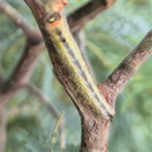 Nataxa flavescens at Stonequarry, NSW - 16 Jan 2025