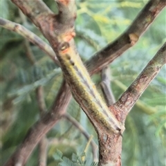 Nataxa flavescens at Stonequarry, NSW - 16 Jan 2025