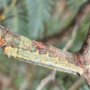 Nataxa flavescens at Stonequarry, NSW - 16 Jan 2025