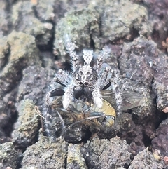 Clynotis severus (Stern Jumping Spider) at Carwoola, NSW - 15 Jan 2025 by clarehoneydove