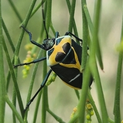 Commius elegans (Cherry Ballart Shield Bug) at Carwoola, NSW - 15 Jan 2025 by clarehoneydove