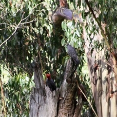 Callocephalon fimbriatum (Gang-gang Cockatoo) at Mardan, VIC - 16 Jan 2025 by StuartInchley