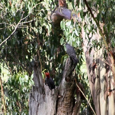 Callocephalon fimbriatum (Gang-gang Cockatoo) at Mardan, VIC - 16 Jan 2025 by StuartInchley