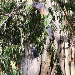 Callocephalon fimbriatum at Mardan, VIC - suppressed