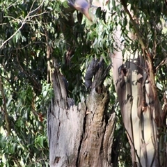 Callocephalon fimbriatum at Mardan, VIC - suppressed