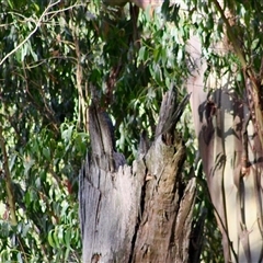 Callocephalon fimbriatum at Mardan, VIC - suppressed