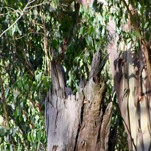 Callocephalon fimbriatum at Mardan, VIC - suppressed
