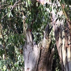 Callocephalon fimbriatum at Mardan, VIC - suppressed