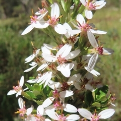 Olearia myrsinoides (Blush Daisy Bush) at Ingeegoodbee, NSW - 11 Jan 2025 by RobParnell