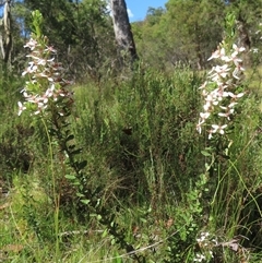 Olearia myrsinoides at Ingeegoodbee, NSW - 11 Jan 2025 10:55 AM