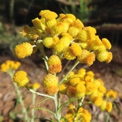 Chrysocephalum semipapposum (Clustered Everlasting) at Ingeegoodbee, NSW - 11 Jan 2025 by RobParnell