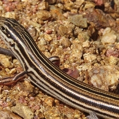 Ctenotus taeniolatus (Copper-tailed Skink) at Ingeegoodbee, NSW - 11 Jan 2025 by RobParnell