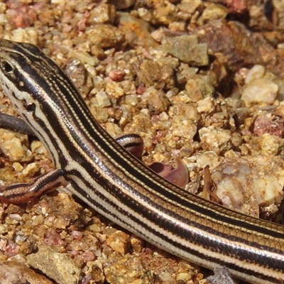 Ctenotus taeniolatus (Copper-tailed Skink) at Ingeegoodbee, NSW - 12 Jan 2025 by RobParnell