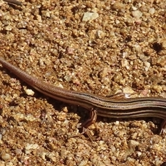 Ctenotus taeniolatus at Ingeegoodbee, NSW - 12 Jan 2025 10:41 AM