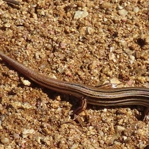 Ctenotus taeniolatus at Ingeegoodbee, NSW - 12 Jan 2025 10:41 AM