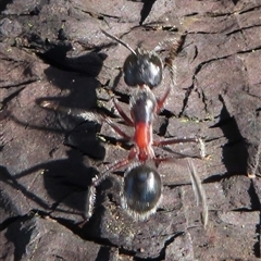 Camponotus intrepidus (Flumed Sugar Ant) at Ingeegoodbee, NSW - 12 Jan 2025 by RobParnell