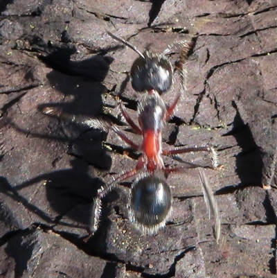 Camponotus intrepidus (Flumed Sugar Ant) at Ingeegoodbee, NSW - 11 Jan 2025 by RobParnell