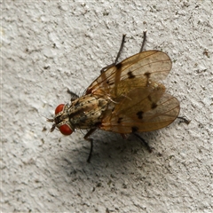 Anthomyia punctipennis at Downer, ACT - 17 Jan 2025 by RobertD