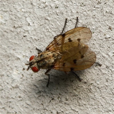 Anthomyia punctipennis at Downer, ACT - 16 Jan 2025 by RobertD