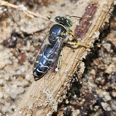 Bembix sp. (genus) (Unidentified Bembix sand wasp) at Mudjimba, QLD - 16 Jan 2025 by AaronClausen