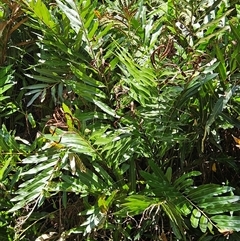 Acrostichum speciosum at Mudjimba, QLD - 16 Jan 2025 by AaronClausen