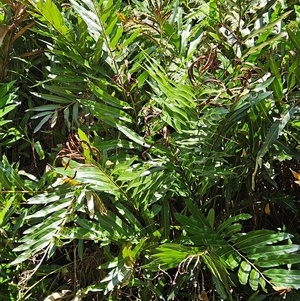 Unidentified Fern or Clubmoss at Mudjimba, QLD by AaronClausen