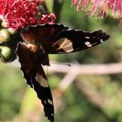 Unidentified Butterfly (Lepidoptera, Rhopalocera) at Higgins, ACT - 7 Nov 2015 by Jennybach